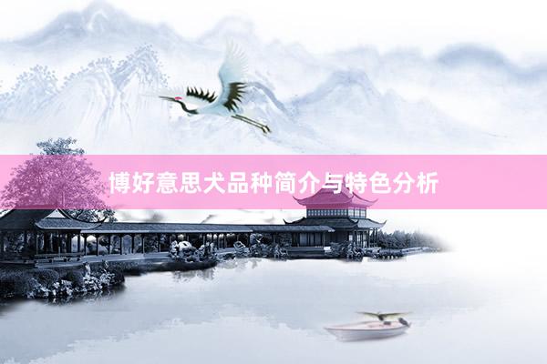 博好意思犬品种简介与特色分析